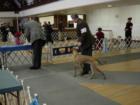 Dog Show indoors at Clinton County Fairgrounds with Lucky Lang's dog competing