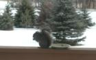 Ham Lake Winter Wildlife