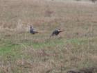 Some of the wildlife on Stanley Hill in Coeur d'ALene, Idaho. This was taken less than 100 feet from homes there. 