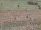 More wildlife on Stanley Hill. Located in the heart of beautiful Coeur d'Alene, Idaho. 