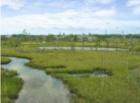 Ponte Vedra Marsh
