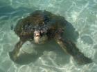 Waikiki Turtle