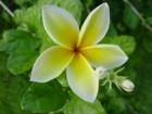 Waikiki Plumeria