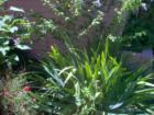 Shakyamuni Buddhist Center Peace Garden