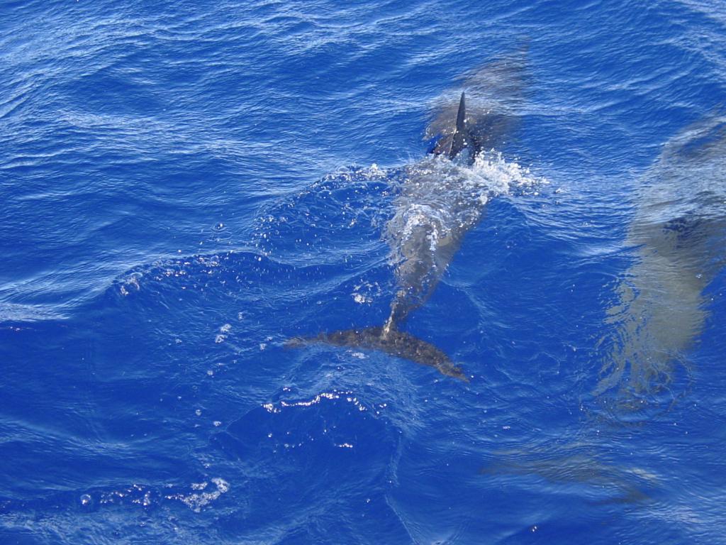 Wild Dolphins
