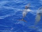 Wild Dolphins