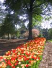 Carolina Golf & Tennis Resort in Spring