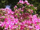 Carolina Golf & Tennis Resort in Spring
