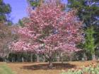 Carolina Golf & Tennis Resort in Spring