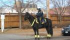 Saint Paul mounted police, this offices is giving out parking tickets.