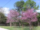 Springtime beauty of Ozark Redbud trees