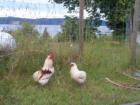 Chicken paradise Salt Spring Island BC http://www.escapetosaltspring.com