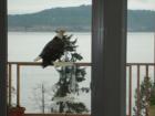 An eagle looking for lunch Saltspring BC
      http://www.escapetosaltspring.com