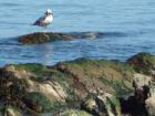 Gulf Islands BC http://www.escapetosaltspring.com 