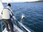 Dolfins off the bow southern Gulf Islands B.C. http://www.escapetosaltspring.com