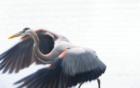 My new friend the Great Blue Heron had no luck fishing this day and gave up
