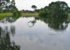 The graceful Great Blue Heron heading off towards the Golf Course View homes of Pelican Bay. He or She will come back, I've got proof and much better photos! 