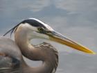 The same Great Blue Heron back to fish. Yes, it is the same bird, it gets excited when it sees me with animal crackers and comes racing towards me. 