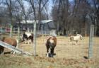 Ponies in Columbus Township
