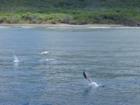 Dolphins Along Lanai