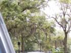 Spanish Moss