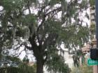 More Spanish Moss