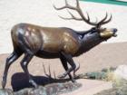 Colorado Springs "local wildlife" - a large bronze in front of the sports store by the Citadel Mall