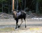 Mr Little Northern Maine Moose