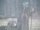 Enough Birdfeed to go around! Backyard animals
