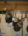 Clinton County Buck.  2007 Iowa Deer Classic.  2006 Shotgun Season.  176 7/8 bottom mount