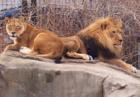 Lions, tigers & bears...  just a few of the amazing animals that awe visitors at Lansing's Potter Park Zoo.  
      
      www.potterparkzoo.org