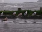 Feeding the birds at lunchtime during a Spring storm, Crescent City, Del Norte County, CA