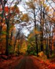 Hiking on an Autumn day in Hartshorne Woods, Navesink, NJ
      (C) 07 Jane E Haas