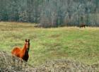 A curious horse on a farm in Middletown, NJ
      (C) 07 Jane E Haas