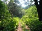 Another trail path in Orland Park