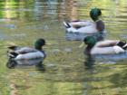 Ducks on the little lake at corner of Research Forest drive & Cochran's Crossing.