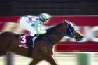 Race Horse