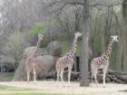 Giraffes at the zoo