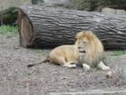 King of the Jungle - or King of Brookfield