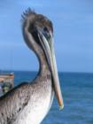 Female Pelican posing for me at the Flagler Pier
