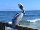 Male Pelican at the Flagler Pier