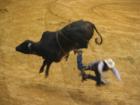 2006 PBR (Professional Bull Riders) Tour At the Daytona Beach Ocean Center. 