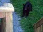 WESTERN NORTH CAROLINA. Second Home investors learn do NOT feed the bears!