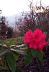 ASHEVILLE , NC. Spring in the Mountains. The First Rhodie in Your Front Yard.