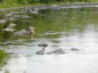 The Lackawaxen River in Pike County is a favorite of fly-fishing enthusiasts.