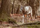 Nice whitetail buck spotted in the woods in Paupack.