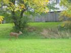 A deer along the Etobicoke Creek near Williams Parkway & Main Street