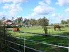 Horse County in Wilton