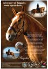 Brigadier - Toronto Police Horse, killed in the line of duty last year (credit Anne de Haas, photographer)