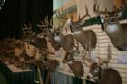 Scenes from the 2007 Iowa Deer Classic in Des Moines.  Huge Iowa Bucks!